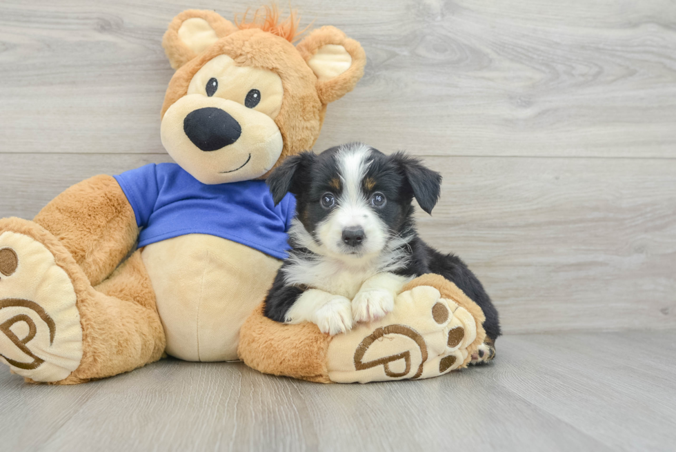 Fluffy MAS Purebred Puppy