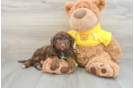 Funny Mini Aussiedoodle Poodle Mix Pup