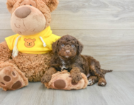 7 week old Mini Aussiedoodle Puppy For Sale - Simply Southern Pups