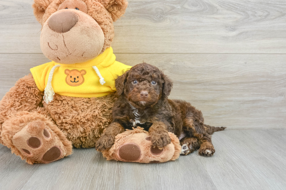 8 week old Mini Aussiedoodle Puppy For Sale - Simply Southern Pups