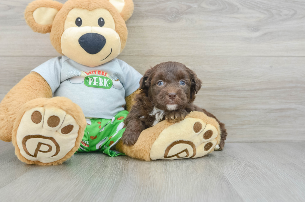 6 week old Mini Aussiedoodle Puppy For Sale - Simply Southern Pups