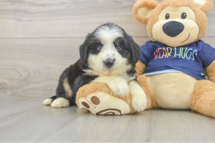 Smart Mini Aussiedoodle Poodle Mix Pup