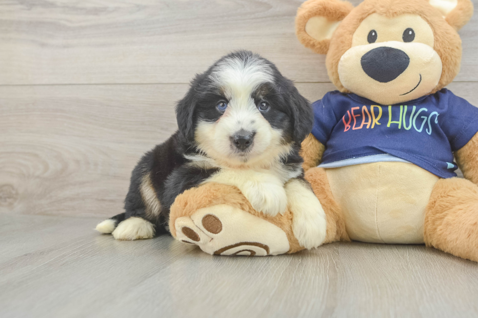 Smart Mini Aussiedoodle Poodle Mix Pup