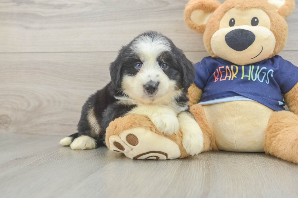 5 week old Mini Aussiedoodle Puppy For Sale - Simply Southern Pups