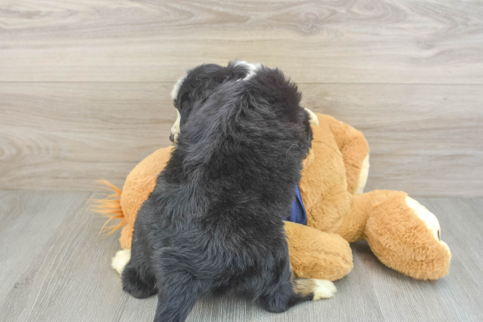 Sweet Mini Aussiedoodle Baby