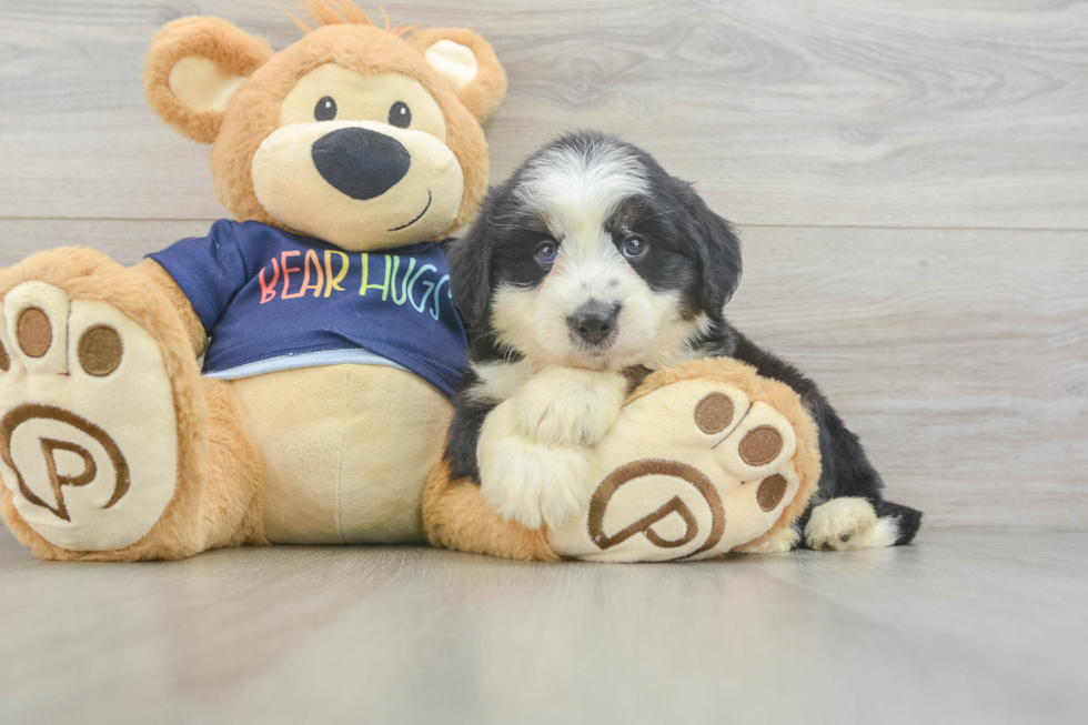 Mini Aussiedoodle Puppy for Adoption
