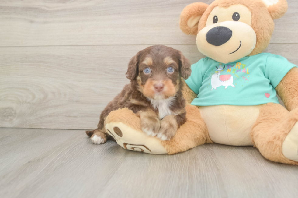 6 week old Mini Aussiedoodle Puppy For Sale - Simply Southern Pups