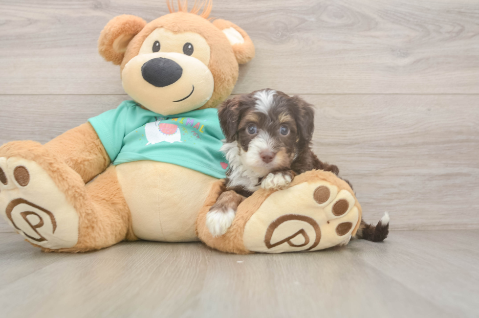 5 week old Mini Aussiedoodle Puppy For Sale - Simply Southern Pups