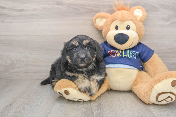Hypoallergenic Aussiepoo Poodle Mix Puppy