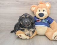 5 week old Mini Aussiedoodle Puppy For Sale - Simply Southern Pups