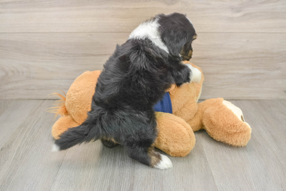 Best Mini Aussiedoodle Baby