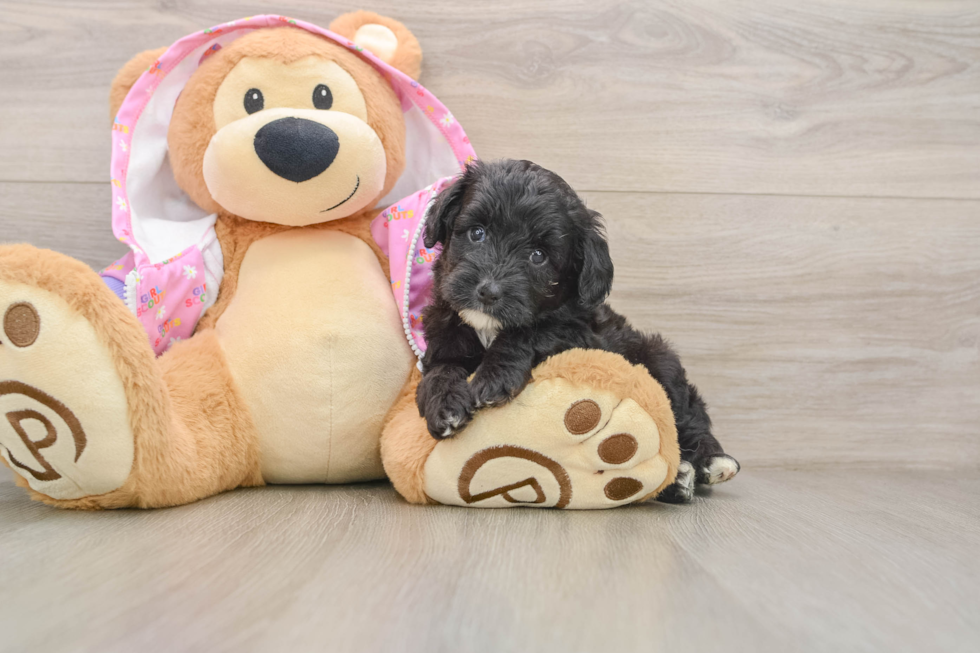 Small Mini Aussiedoodle Baby