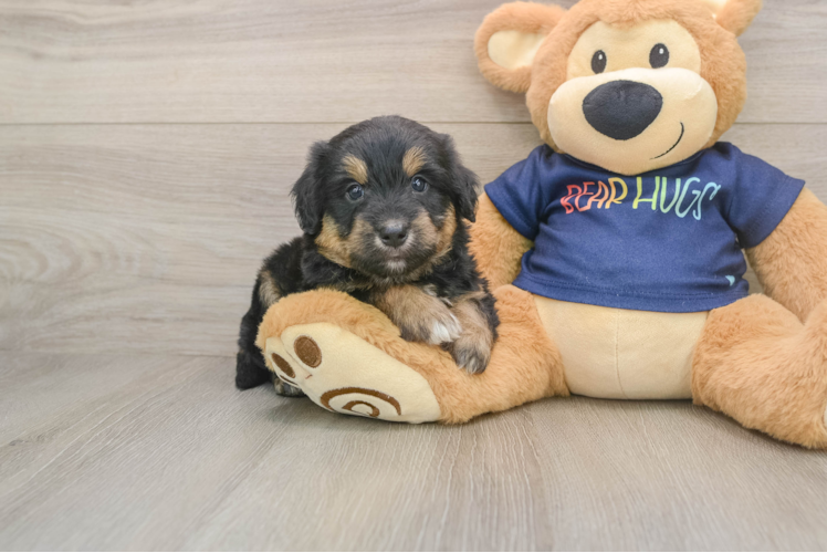 Best Mini Aussiedoodle Baby