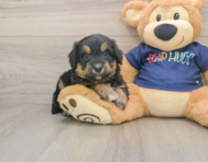 8 week old Mini Aussiedoodle Puppy For Sale - Simply Southern Pups