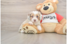 Best Mini Aussiedoodle Baby