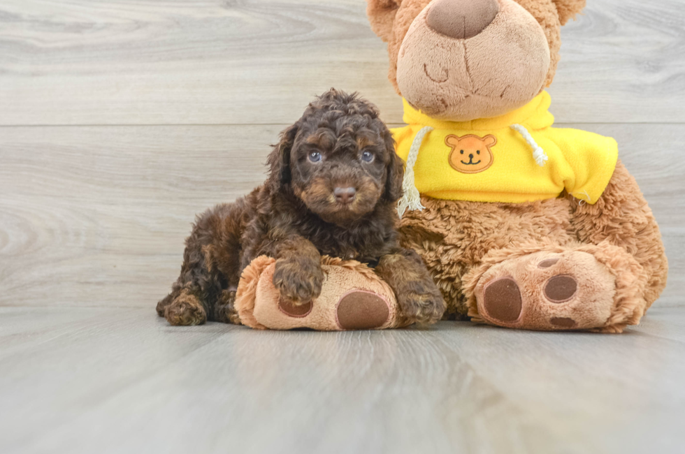 8 week old Mini Aussiedoodle Puppy For Sale - Simply Southern Pups