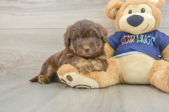 Best Mini Aussiedoodle Baby