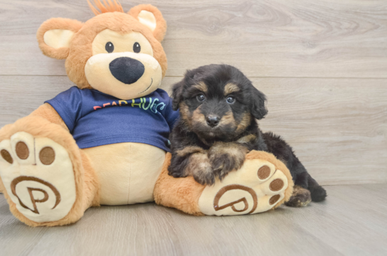 Small Mini Aussiedoodle Baby