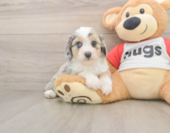 8 week old Mini Aussiedoodle Puppy For Sale - Simply Southern Pups
