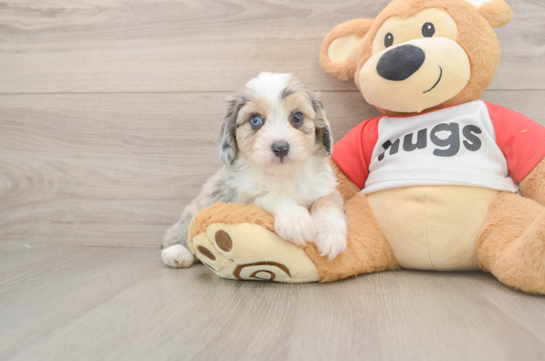 Best Mini Aussiedoodle Baby
