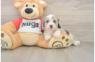 Mini Aussiedoodle Pup Being Cute