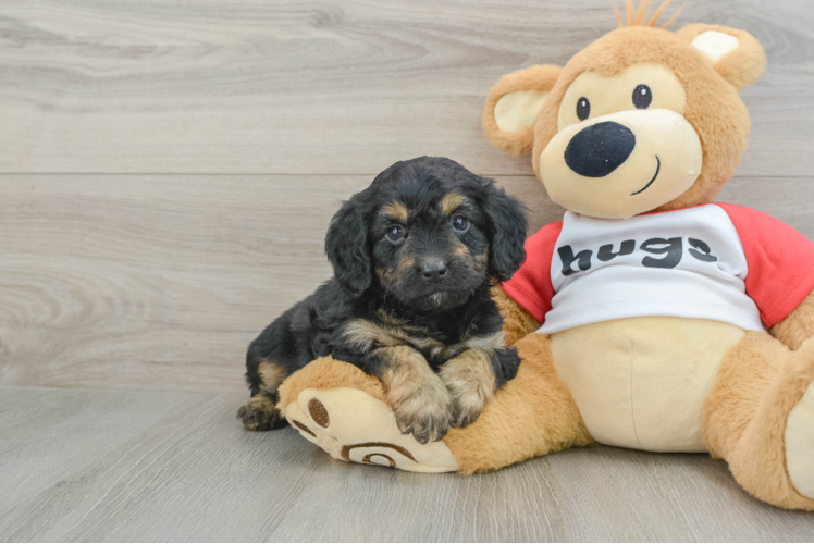 Mini Aussiedoodle Puppy for Adoption
