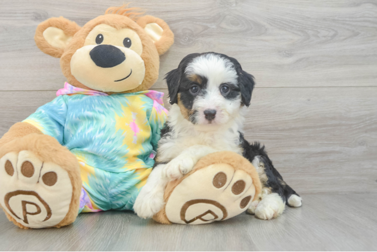 Mini Aussiedoodle Puppy for Adoption