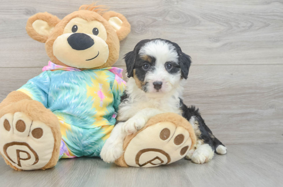 6 week old Mini Aussiedoodle Puppy For Sale - Simply Southern Pups
