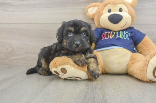 Mini Aussiedoodle Pup Being Cute