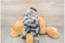 Mini Aussiedoodle Puppy for Adoption