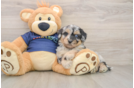 Mini Aussiedoodle Puppy for Adoption
