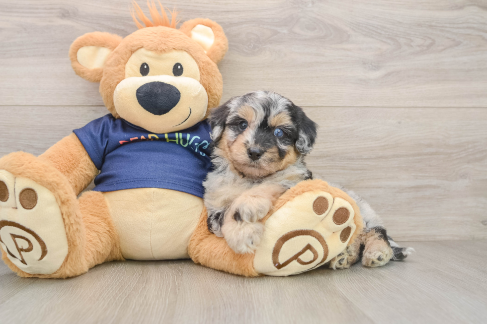 Mini Aussiedoodle Puppy for Adoption