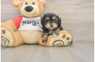 Mini Aussiedoodle Pup Being Cute