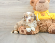 8 week old Mini Aussiedoodle Puppy For Sale - Simply Southern Pups