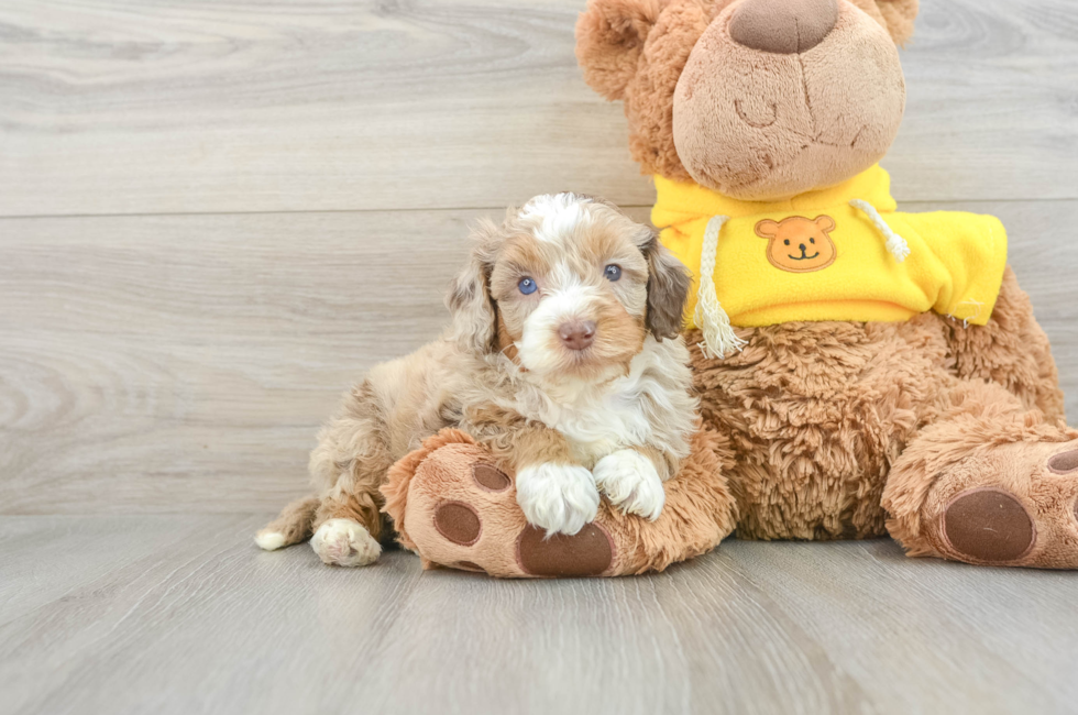 8 week old Mini Aussiedoodle Puppy For Sale - Simply Southern Pups