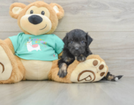 8 week old Mini Aussiedoodle Puppy For Sale - Simply Southern Pups