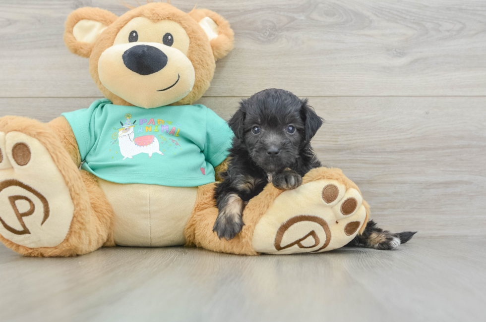 5 week old Mini Aussiedoodle Puppy For Sale - Simply Southern Pups
