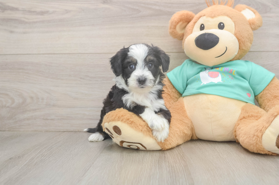 5 week old Mini Aussiedoodle Puppy For Sale - Simply Southern Pups
