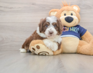 5 week old Mini Aussiedoodle Puppy For Sale - Simply Southern Pups