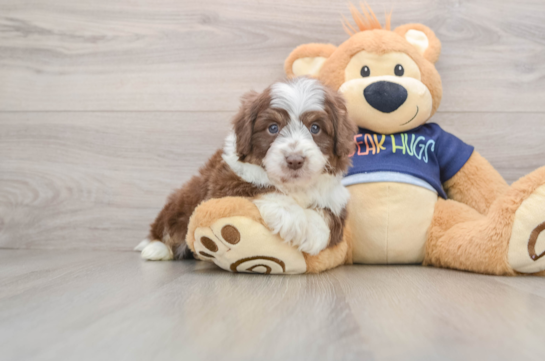 Happy Mini Aussiedoodle Baby