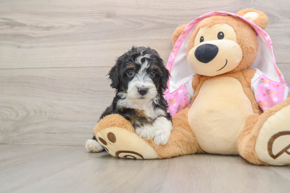 Mini Aussiedoodle Pup Being Cute