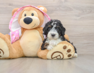 8 week old Mini Aussiedoodle Puppy For Sale - Simply Southern Pups