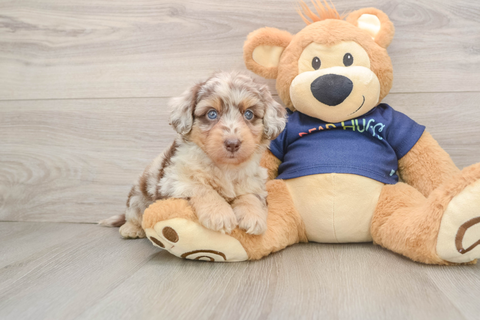 Best Mini Aussiedoodle Baby