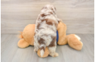Best Mini Aussiedoodle Baby