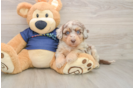 Petite Mini Aussiedoodle Poodle Mix Pup