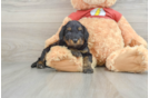 Fluffy Mini Aussiedoodle Poodle Mix Pup