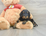 8 week old Mini Aussiedoodle Puppy For Sale - Simply Southern Pups