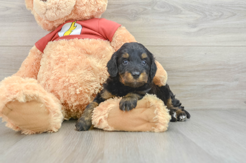 6 week old Mini Aussiedoodle Puppy For Sale - Simply Southern Pups