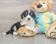 8 week old Mini Aussiedoodle Puppy For Sale - Simply Southern Pups