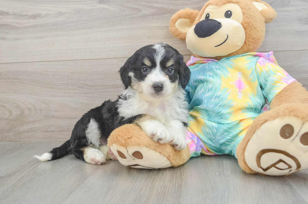 6 week old Mini Aussiedoodle Puppy For Sale - Simply Southern Pups